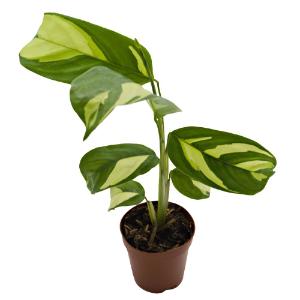 Calathea