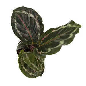 Calathea