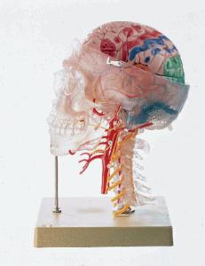 Somso® Neuroanatomy Head Model