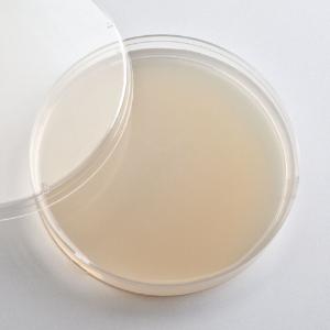 Ward's® Prepared Yeast, Genetic (MIN) Agar