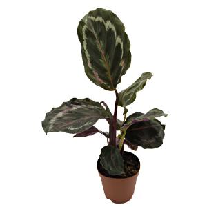 Calathea