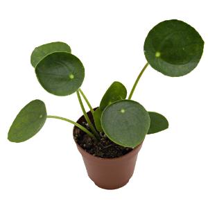 Chinese money plant