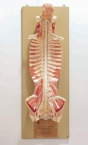 Somso® Central Nervous System Model