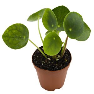 Chinese money plant