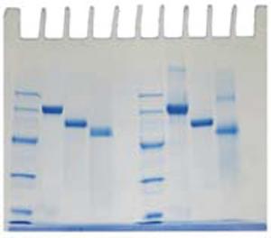 Determination of Protein Molecular Weight Kit