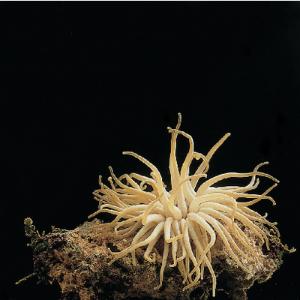 Ward's® Live Saltwater Tank Invertebrate Sets