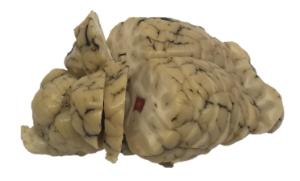 Sheep Brain Stroke Set