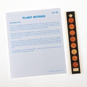 Plant Mitosis Microslides