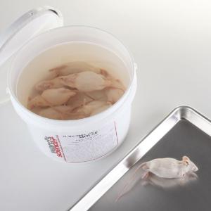 Mice, Preserved