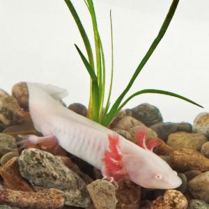 Ward's® Live Mexican Axolotl (<i>Ambystoma mexicanum</i>)