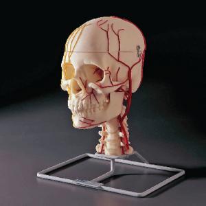 Neuro-Vascular Skull