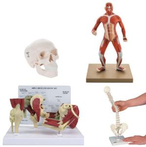 Mini anatomy set