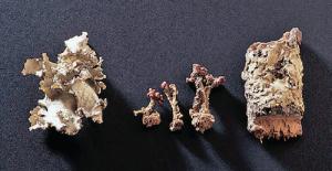 Ward's® Lichen Collection