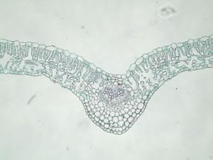 Plant and Animal Triple Tissues Slide