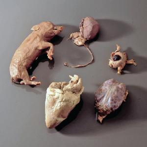 Ward's® Mammalian Organ Collection