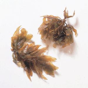 Sargassum