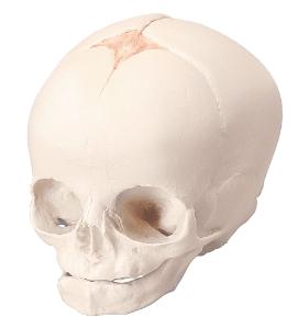 3B Scientific® Fetal Skull