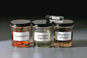 Ward's® Algae Types Collection