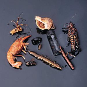 Ward's® Arthropod Collection