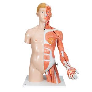 Model Deluxe Torso with Muscular