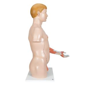 Model Deluxe Torso with Muscular