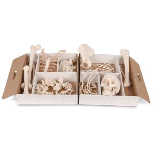 Disarticulated Half Skeleton-Nylon