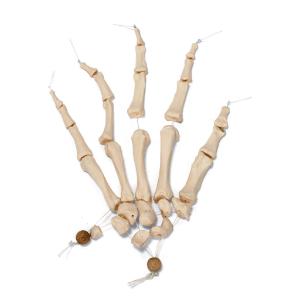 Disarticulated Half Skeleton-Nylon