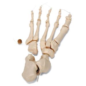 Disarticulated Half Skeleton-Nylon