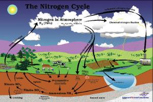 Nitrogen Cycle Poster