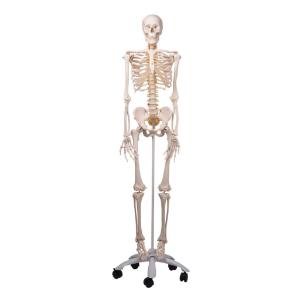 Flexible Skeleton with Roller Stand