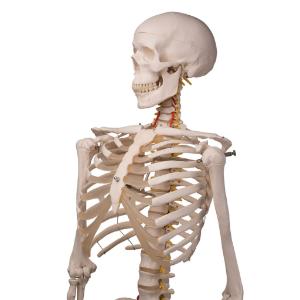 Flexible Skeleton with Roller Stand