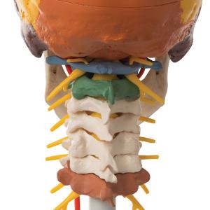 Didactic Skull and Cervical Spine