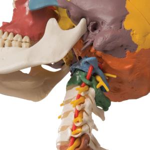 Didactic Skull and Cervical Spine