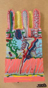 Ward's® Intestinal Wall Model