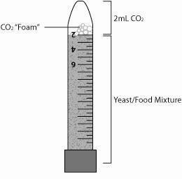 Science Take-Out® Yeast Respiration