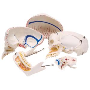 Deluxe Dental Demonstration Skull