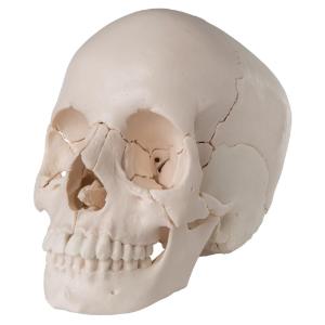 Beauchene Skull - Natural