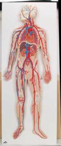 3B Scientific® Introductory Circulatory System