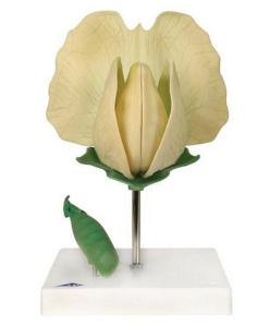 3B Scientific® Floral Models