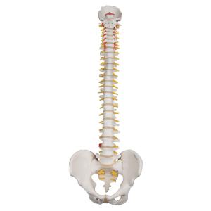 Lifetime Flexible Spine