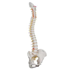 Lifetime Flexible Spine