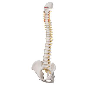 Lifetime Flexible Spine