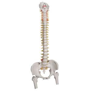 Lifetime Flexible Spine with Femur Heads