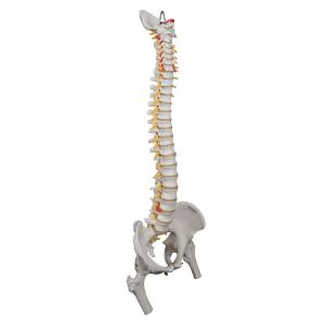 Lifetime Flexible Spine with Femur Heads