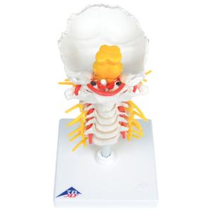 Cervical Spinal Column