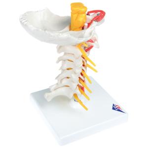 Cervical Spinal Column