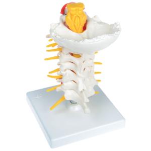 Cervical Spinal Column