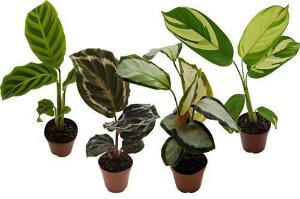 Calathea