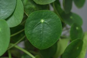 Chinese money plant