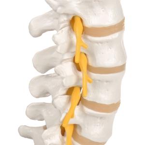 Lumbar Spinal Column